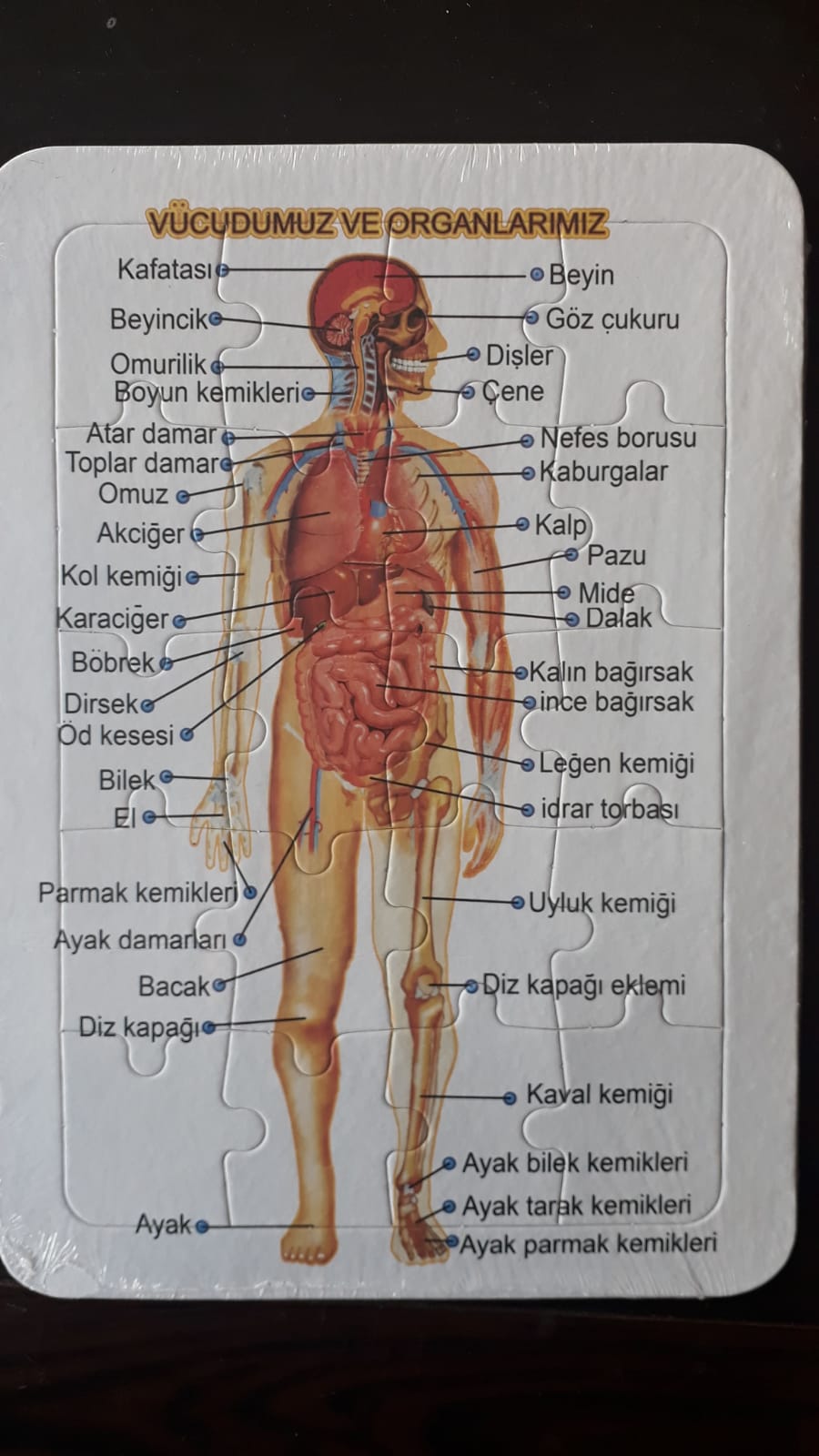 İNSAN VÜCUDU YAPBOZ En Uygun Fiyatlarla | ÖĞRENCİ HEDİYE